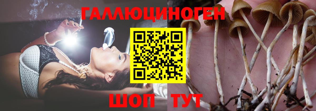 Можга  купить наркотики сайты  Псилоцибиновые грибы Psilocybe  Вход с VPN  Галлюциногенные грибы Psilocybe 